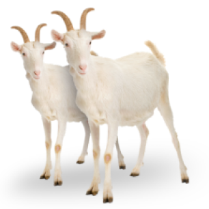 two_goats